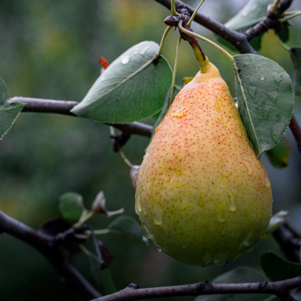 French Pear - Fragrance Diffuser 200ml