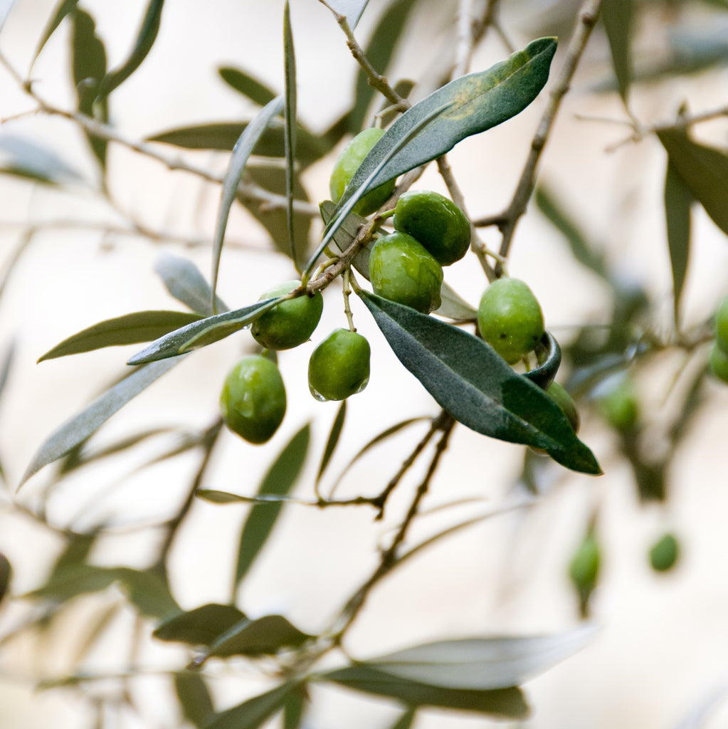 Thyme & Olive Leaf - Fragrance Diffuser Refill 100ml