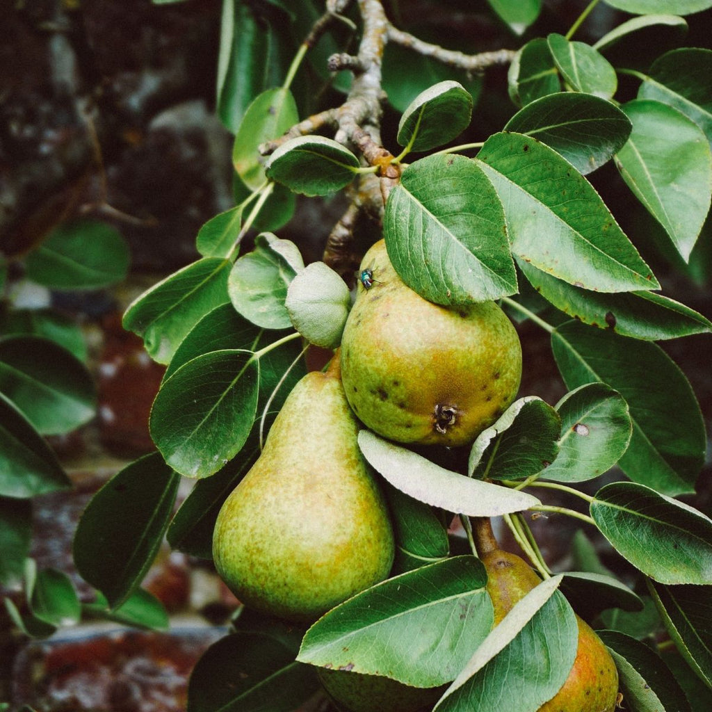 Green pears hanging on a tree branch with leaves - evokes the feeling of the pear and ginger fragrance