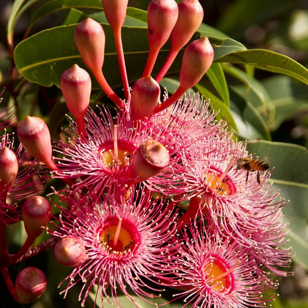 Australian Bush - Soy Wax Candle 30hr