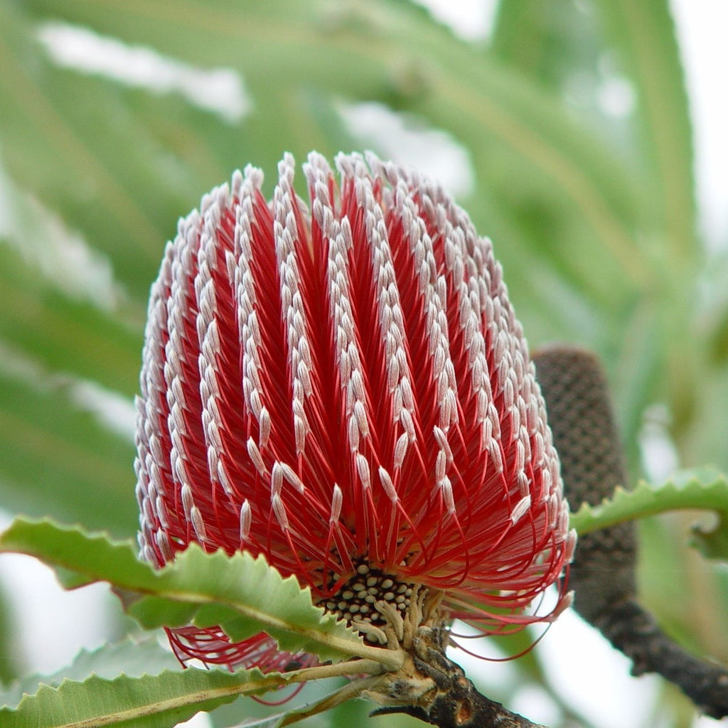 Australian Bush - Fragrance Diffuser 200ml