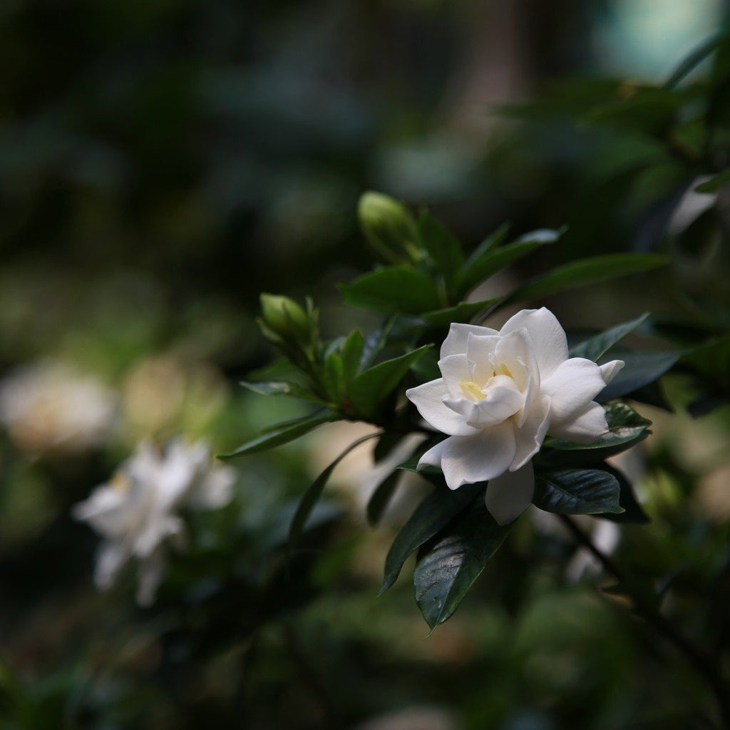 Twig-and-feather-gardenia-scented-candle