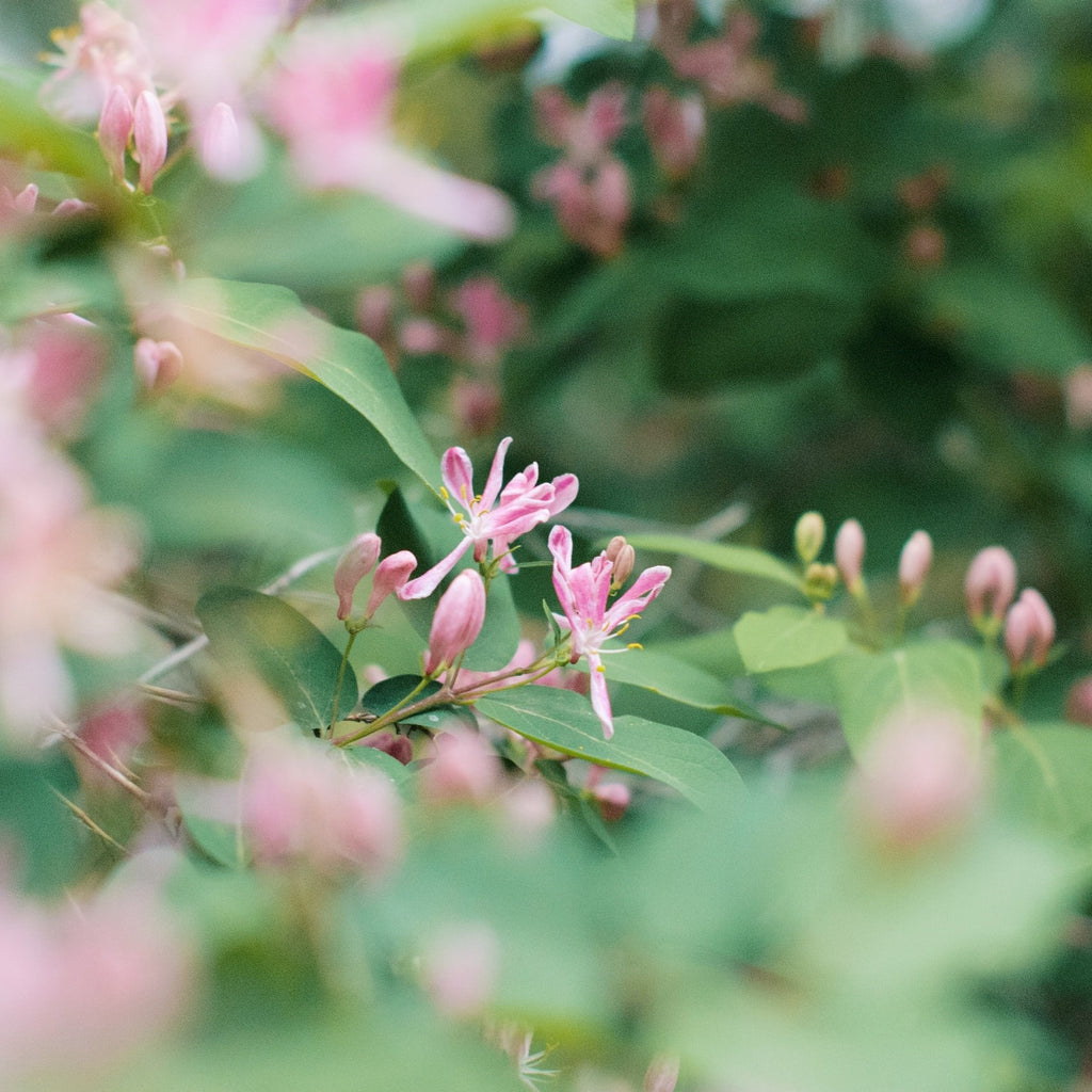 Twig-and-feather-japanese-honeysuckle-fragrance